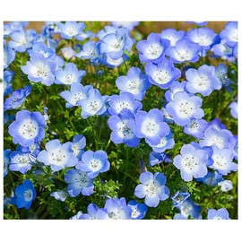 3000 Baby Blue Eyes Wildflower Seeds - California Native Wildflower - Nemophila Menziesii Seed