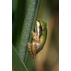 CA, San Diego, Mission Trails Green Tree Frog by Frank