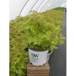 Proven Winners - Sambucus racemosa Lemony Lace (Elderberry) Shrub, , #3 - Size Container