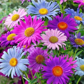1000+ Pyrethrum Seeds for Planting -Pyrethrum Flower Seeds -Tanacetum Chrysanthemum Plant Garden Flower Seed