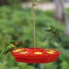 Hummingbird Feeder Outdoor Hanging Hummingbird Feeding Tray 8 Feeding Ports