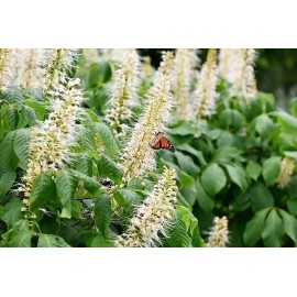 czgrain Sweet Pepper Bush Seeds for Planting (50 Seeds) - Blooming Shrub