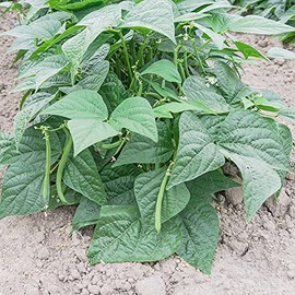 Contender Bush Bean Seeds (Treated) - 1 Lb ~1400 Seeds - Non-GMO, Heirloom - Also Called Buff Valentine - Vegetable Farm & Garden Seed - Phaseolus vulgaris
