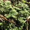 Organic Motherwort Seeds (Leonurus cardiaca) 100 Seeds (0.1 Grams)