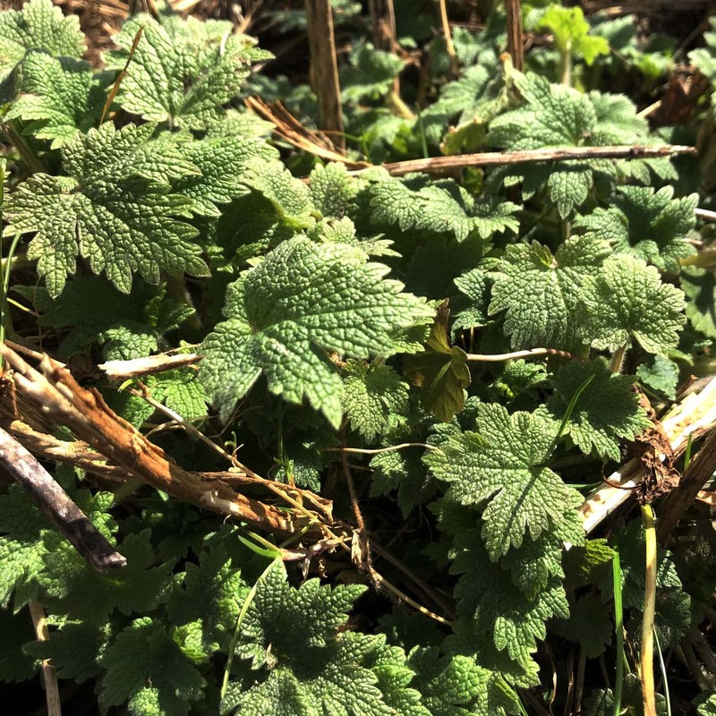 Organic Motherwort Seeds (Leonurus cardiaca) 100 Seeds (0.1 Grams)