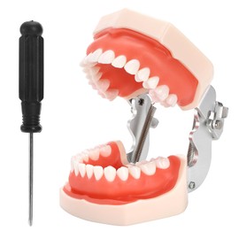 ZENFUN Dental Typodont Model, Demonstration Teeth Model, Standard Dental Model with 28Pcs Screw-in Removable Teeth for Study, Teaching, Practice, Compatible with Kilgore Nissin 200 Type