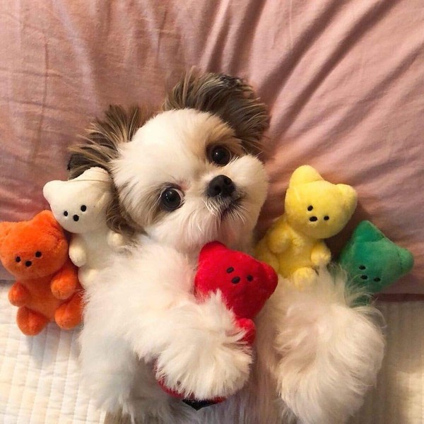 ChoChoCho Dog Toys Gummy Bear Plush Dog Toy with Squeaker