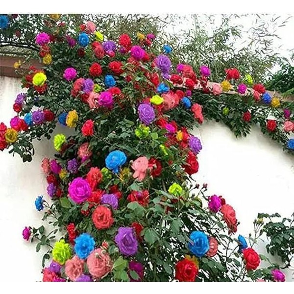 200+ Mix Climbing Rose Seeds for Planting Outdoors Ornamental Climbing