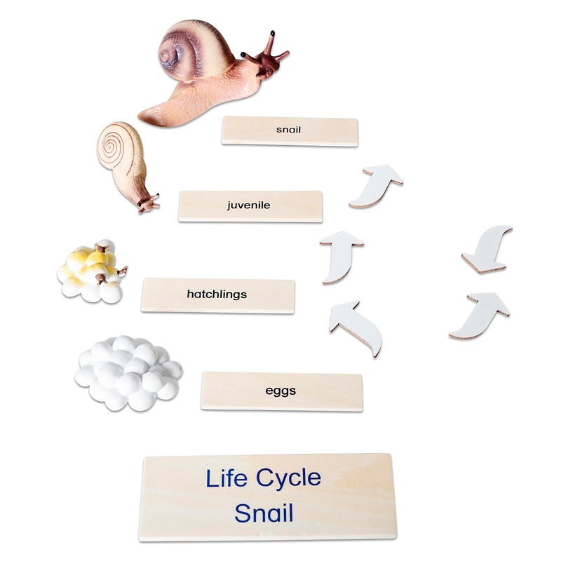 Betzold - Life Cycle Snail - Biology Primary School