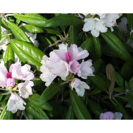 Rhododendron yak. 'Prince' (Rhododendron) Evergreen, pink flowers with dark pink edge, #2 - Size Container