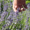 The Old Farmer's Almanac Heirloom Lavender Seeds (Common English) -