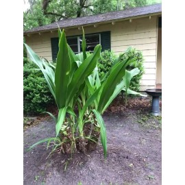 White Colosal Crinum Asiaticum | Unique Find | Rare | 1 Plant 4in Pot