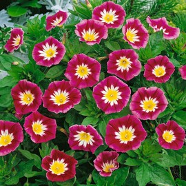 Outsidepride 1000 Seeds Annual Convolvulus Tricolor Minor Morning Glory Ensign Red Climbing Vine Flower Seeds for Plantings