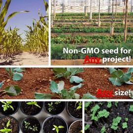 Onion Seeds - Bunching - Heshiko -3 g Packet ~1371 Seeds - Non-GMO, Heirloom - Asian Garden Vegetable