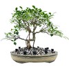 Bonsai Fertilizer Baskets (10pcs) by The Bonsai Supply