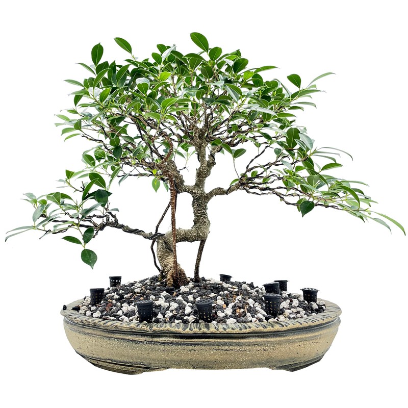 Bonsai Fertilizer Baskets (10pcs) by The Bonsai Supply