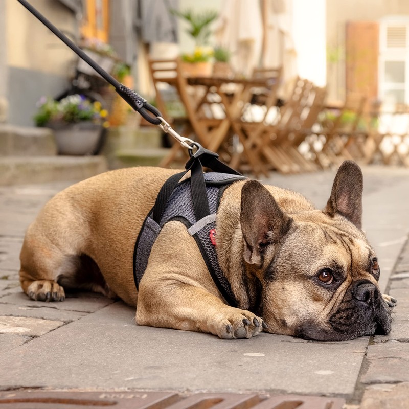 Vest Harness Merino Curli Clasp Red XL