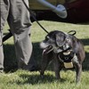Bergan 88200-tabsml - Arnés de seguridad para perro con correa