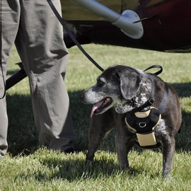 Bergan 88200-tabsml - Arnés de seguridad para perro con correa para 10-25 libras, pequeño