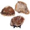 mookaitedecor 5-6.7” Natural Petrified Wood Slice Stone Specimen with Wooden