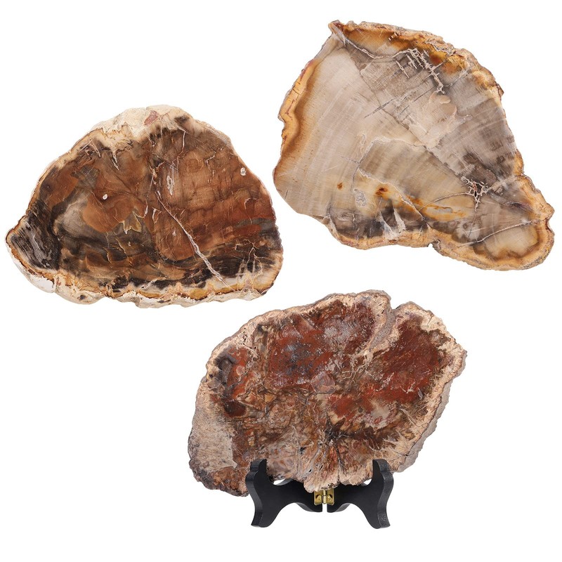 mookaitedecor 5-6.7” Natural Petrified Wood Slice Stone Specimen with Wooden