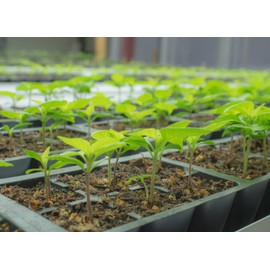 Pepper Joe’s Mucho Nacho Pepper Seeds ­­­­­– Pack of 10+ Hybrid Jalapeno Pepper Seeds – USA Grown ­– Premium Non-GMO Large Jalapeno Seeds for Planting in Your Garden