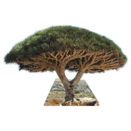 Wet Paint SP12628 Socotra Dragon Blood Tree Famous Trees Cardboard Cutout Standee Standup