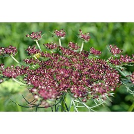 Pink and Burgundy Dara Ammi False Queen Anne's Lace Bishop's Weed Premium Seeds for Planting Packet