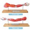 EVOTECH SCIENTIFIC Human Muscular Arm Anatomy Model, 7 Part 2/3