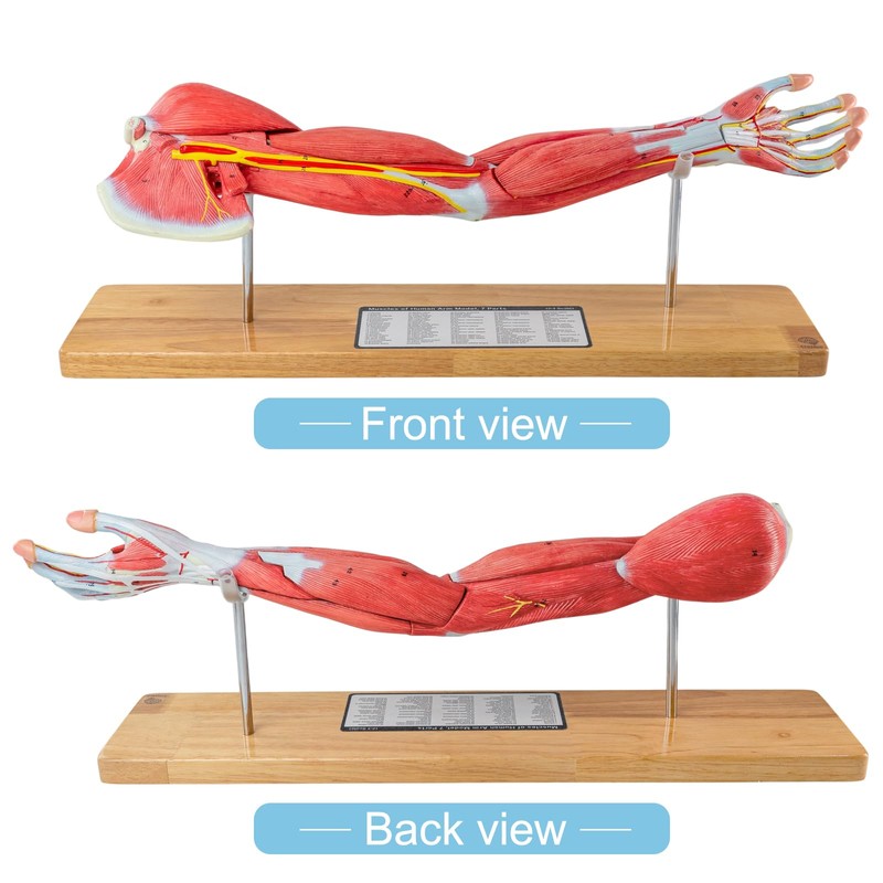 EVOTECH SCIENTIFIC Human Muscular Arm Anatomy Model, 7 Part 2/3