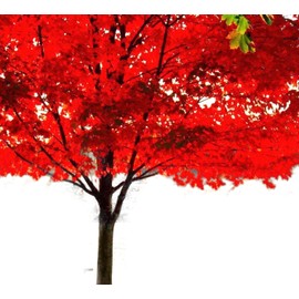 American Red Maple Shade Tree - Live Plant Shipped 3 Feet Tall by DAS Farms (No California)