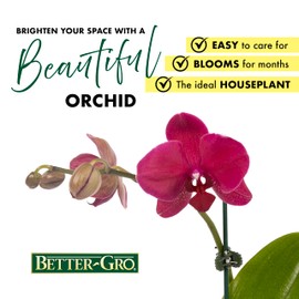 Better-Gro 19” Hanging Kokedama with Phalaenopsis Orchid – Indoor/Outdoor Planter- Pink