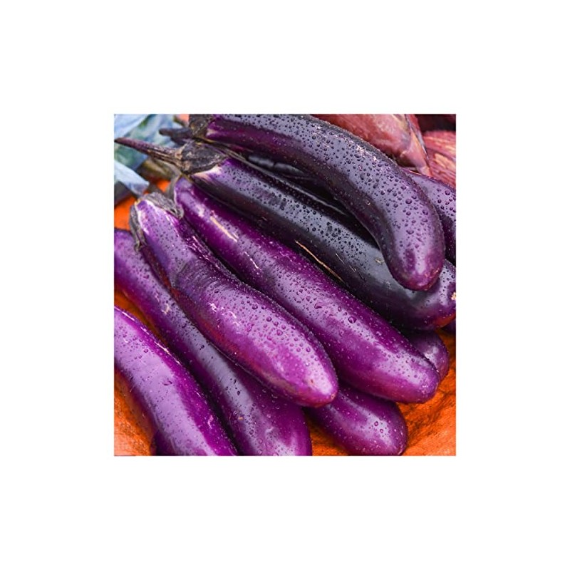 Everwilde Farms - 1 Lb Long Purple Eggplant Seeds -
