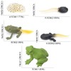 Gemini & Genius Life Cycle of Frog Figurines, Bulk Insect