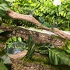 BNOSDM Reptile Decor Natural Forest Branch, Snake Climbing Branch, Reptile