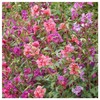 Everwilde Farms - 2000 Clarkia Native Wildflower Seeds - Gold
