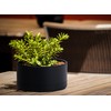 D'vine Dev 8 Inch Plastic Shallow Planter, Large Round Succulent