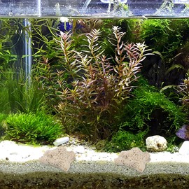 Housoutil Crushed Coral, 1 Bag of Reusable Coral Rock with Bag, 500g Landscaping Decoration for Aquarium Enthusiasts and Fish Keepers