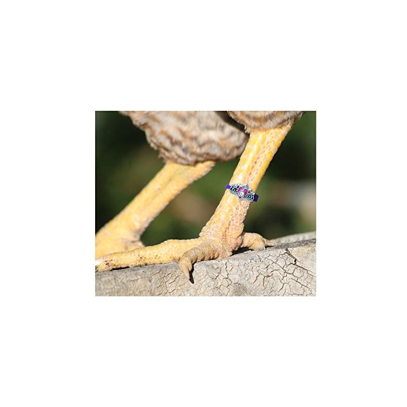 20 Chicken Charm 3 Poultry Leg Bands - Hero Pack