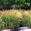 Outsidepride Miscanthus Grass - 1000 Seeds