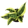 Altman Plants, Live Snake Plant, Sansevieria trifasciata Superba, Fully Rooted