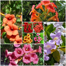 20+ Trumpet Flower Seeds - Non-GMO Open Pollinated, Mixed Hummingbird Trumpet Vine Seeds, Attract Hummingbirds & Butterflies for Outdoor Gardens