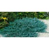 Juniper Blue Chip | 3 Live Gallon Size Plants |