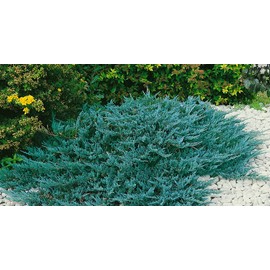 Juniper Blue Chip | 3 Live Gallon Size Plants | Juniperus Horizontalis | Evergreen Cold Hardy Drought Tolerant Groundcover