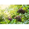 Lowhill Valley Elderberries – Whole Dried Sambucus Nigra Berries for