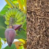 Natural Dried Banana Blossom - 2.0 oz, All-Natural Banana Flowers,