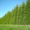 Tree 15 Thuja Green Giant Arborvitae Trees - 6-12" Tall