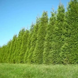 Tree 15 Thuja Green Giant Arborvitae Trees - 6-12" Tall - Live Plants - 2.5" Pots