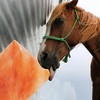 kathson Himalayan Salt Blocks for Horses Animal Salt Lick Brick