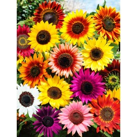150 Pcs Sunflower Seeds for Planting - Plant Grow Beauty Mix Color Yellow Purple Red Sunflower in Your Home Outdoor Garden - Non GMO Heirloom - Mix Varieties